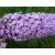 Illatos nyáriorgona / Buddleja davidii
