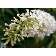 Illatos nyáriorgona / Buddleja davidii
