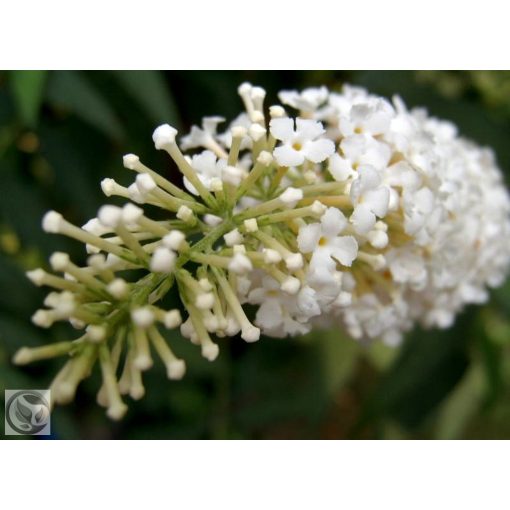 Illatos nyáriorgona / Buddleja davidii