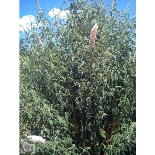 Illatos nyáriorgona / Buddleja davidii