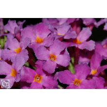 Illatos nyáriorgona / Buddleja davidii