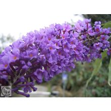 Illatos nyáriorgona / Buddleja davidii