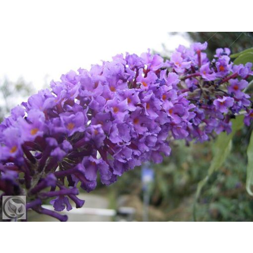 Illatos nyáriorgona / Buddleja davidii
