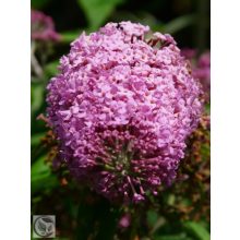Illatos nyáriorgona / Buddleja davidii