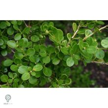 Kislevelű bukszus szára, leveli