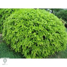 Kislevelű bukszus szára, leveli