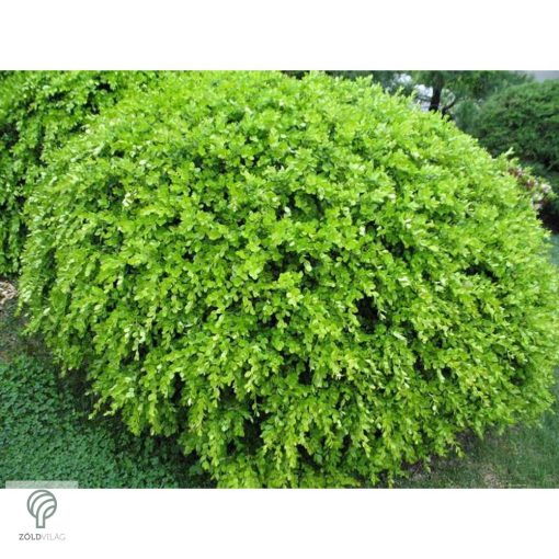 Kislevelű bukszus szára, leveli