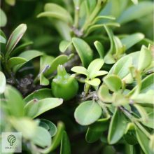 Kislevelű bukszus szára, leveli