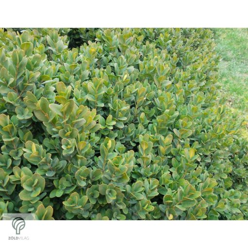 Kislevelű bukszus szára, leveli