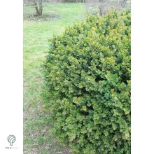 Kislevelű bukszus szára, leveli