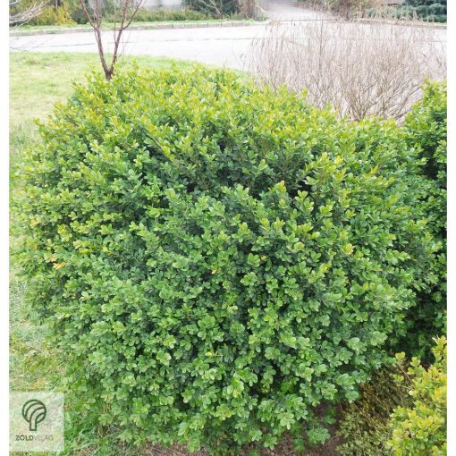 Kislevelű bukszus szára, leveli