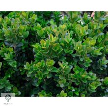 Kislevelű bukszus szára, leveli