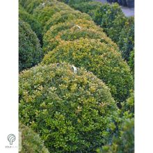 Rococo kislevelű bukszus csoport