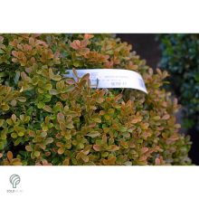 Rococo kislevelű bukszus csoport