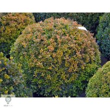 Rococo kislevelű bukszus csoport