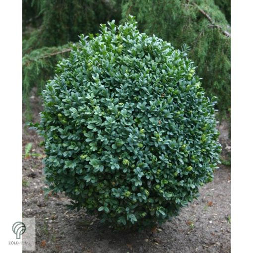 Fulkner bukszus formázva