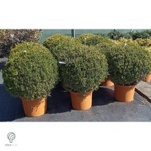 Fulkner bukszus formázva