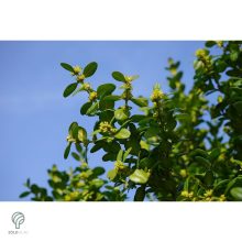 Fulkner bukszus formázva