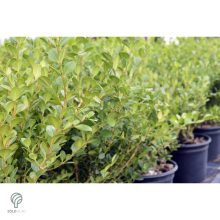 Fulkner bukszus formázva