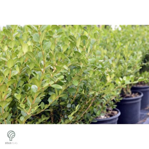 Fulkner bukszus formázva