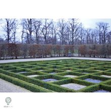 Sövénybuxus kiültetés