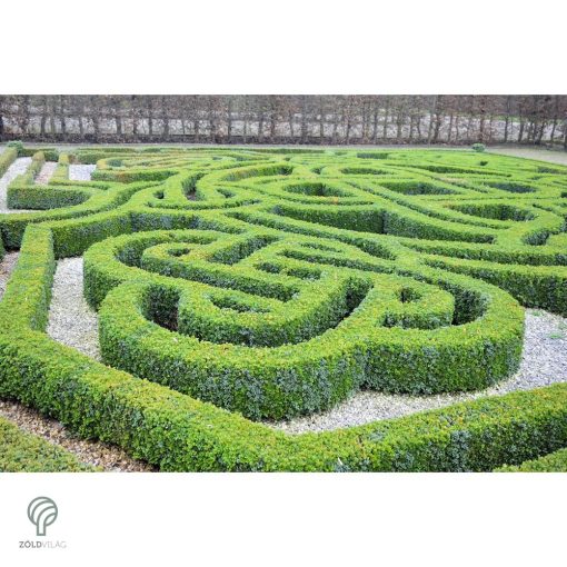 Sövénybuxus kiültetés