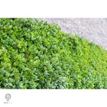 Sövénybuxus kiültetés