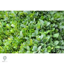 Sövénybuxus kiültetés