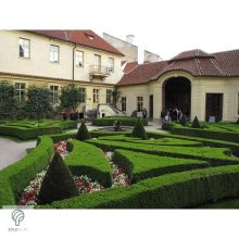 Sövénybuxus kiültetés