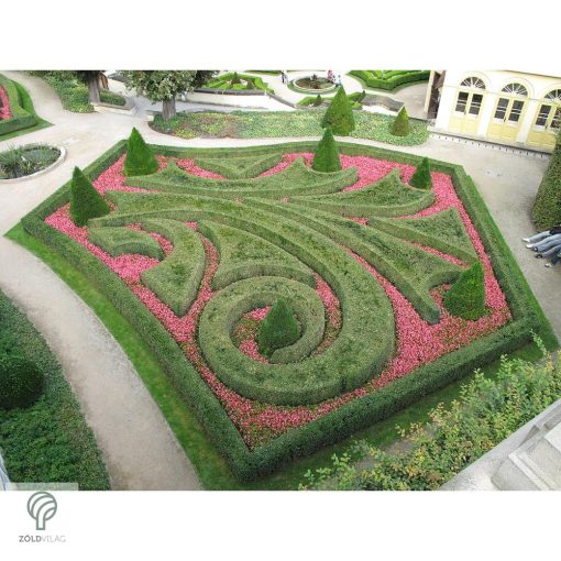 Sövénybuxus kiültetés