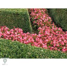 Sövénybuxus kiültetés