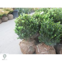 Sövénybuxus kiültetés