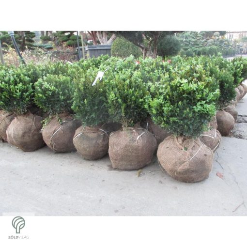 Sövénybuxus kiültetés