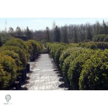 Bukszus (örökzöld puszpáng) formázva