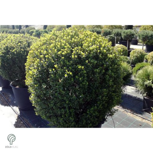 Bukszus (örökzöld puszpáng) formázva
