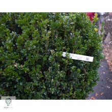 Bukszus (örökzöld puszpáng) formázva