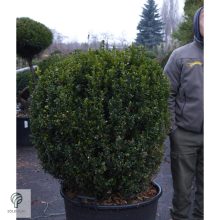 Bukszus (örökzöld puszpáng) formázva