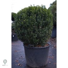 Bukszus (örökzöld puszpáng) formázva