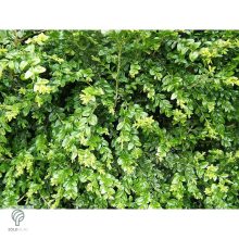 Bukszus (örökzöld puszpáng) formázva