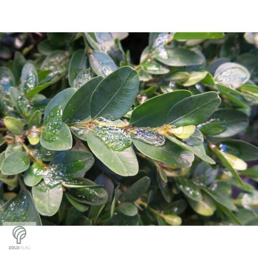 Bukszus (örökzöld puszpáng) formázva