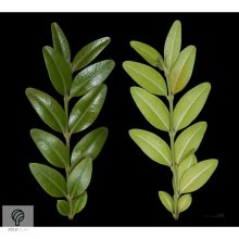 Bukszus (örökzöld puszpáng) formázva