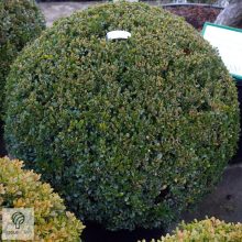 Bukszus (örökzöld puszpáng) formázva