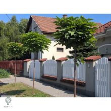 Gömb szivarfa utcafronton