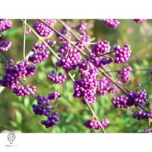 Kínai lilabogyó termés