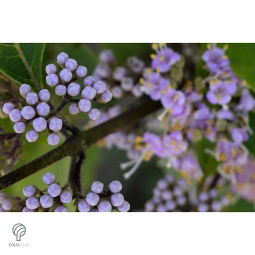 Kínai lilabogyó termés