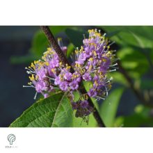 Kínai lilabogyó termés