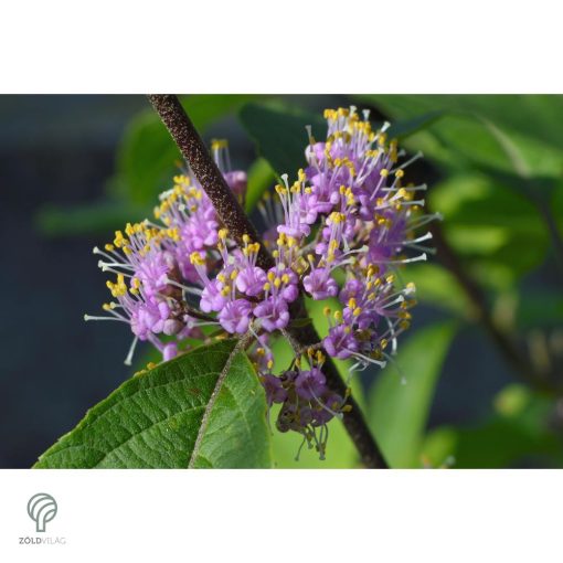 Kínai lilabogyó termés