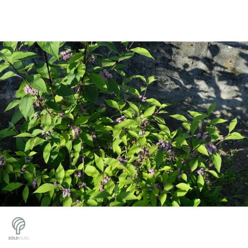 Kínai lilabogyó termés