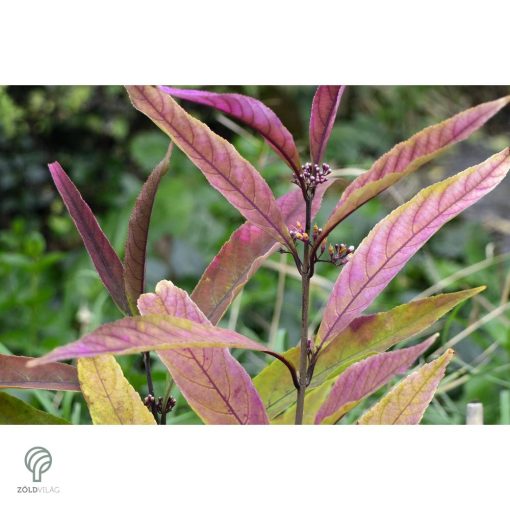 Kínai lilabogyó termés