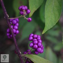 Kínai lilabogyó termés